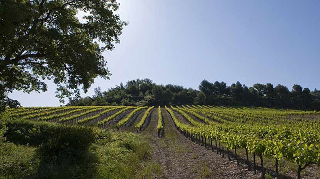 葡萄酒小测验 第八周 - 北罗讷河谷