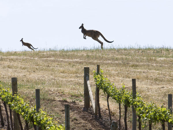 Australia: The kung fu wine