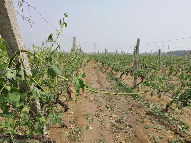 Picture report: Severe hailstorm hits wine regions in Northeast China 