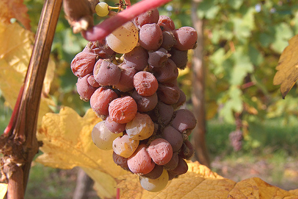 WSET Level 2: Riesling grape – climatic, winery influence, most important regions