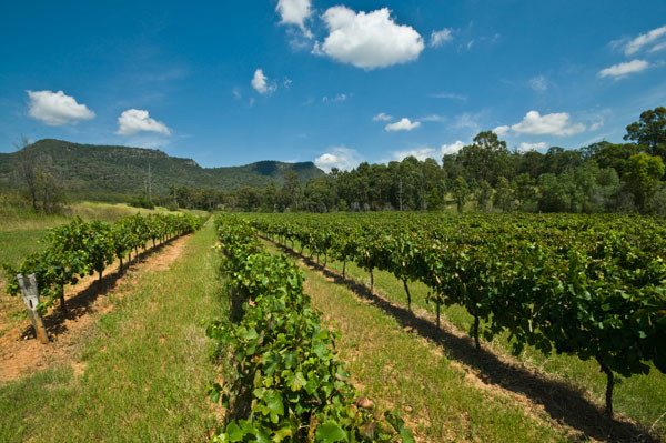 China's Wei Long Grape Wine Co buys Australian vineyards