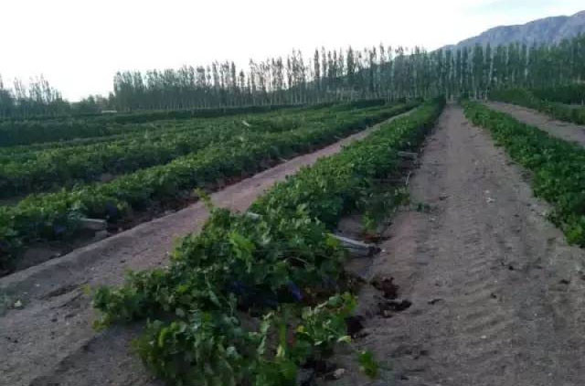 Tornado crashes into Chinese vineyards
