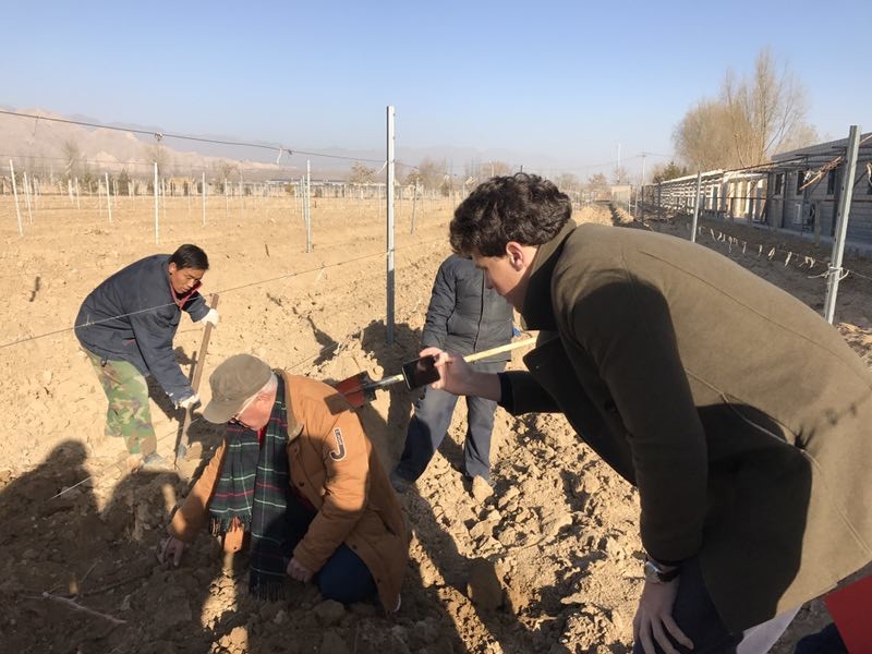 Image: Mr Wang of Helan Qingxue Vineyards showing Decanter how vines are burried.