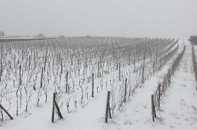 Is snow good for vines? – ask Decanter