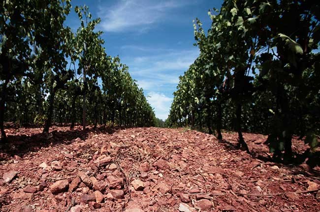 Does soil contribute to the flavour of a wine? – ask Decanter