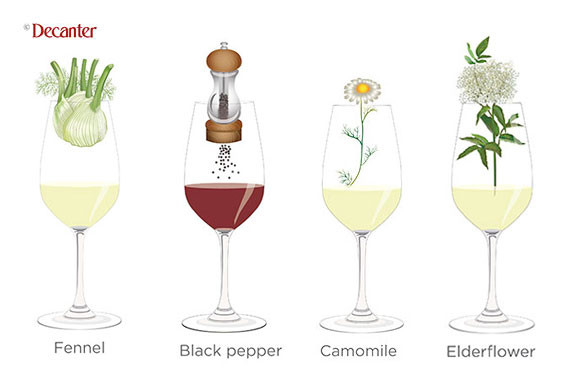 解析那些品酒词们：茴香，黑胡椒，洋甘菊，接骨木花