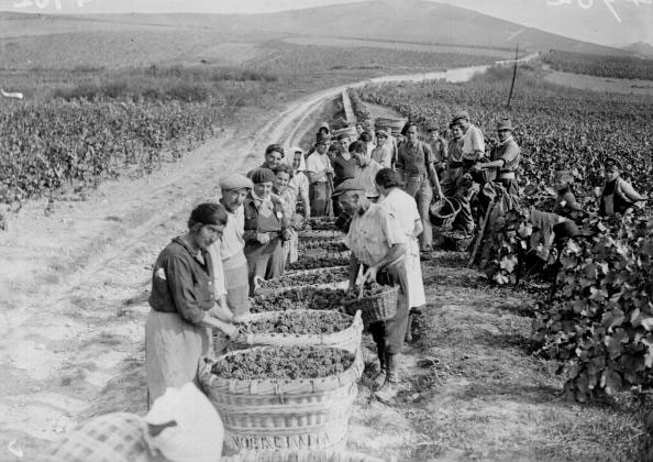 Champagne during WW2: From vines to victory - Decanter