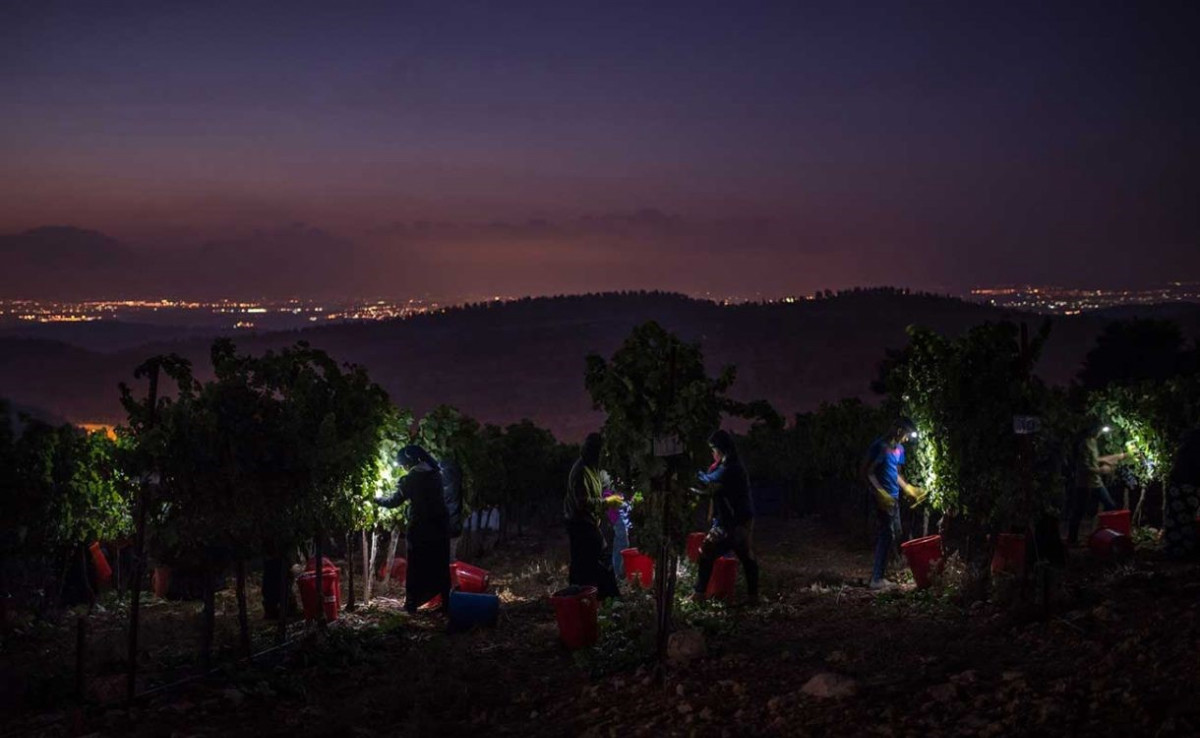 Why are grapes picked at night? - Ask Decanter