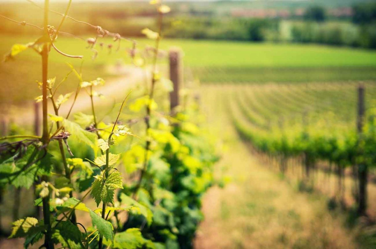 Do rootstocks affect the flavour of wine? - Ask Decanter
