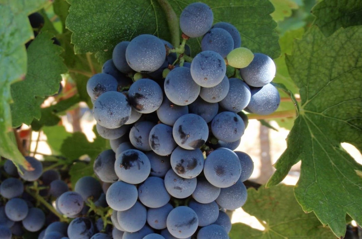 Meet the ‘new’ Bordeaux wine grapes - Ask Decanter