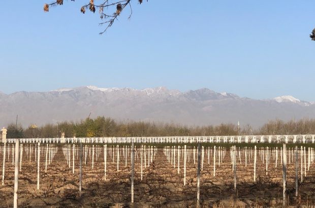 宁夏2020：地平线上的中国精品葡萄酒产区