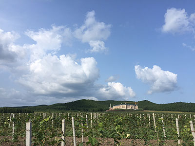 Qinggu Winery