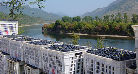 The history of Chinese winegrowing and winemaking - part 2