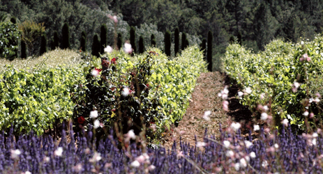 Wines of Southern France (I) - Provence