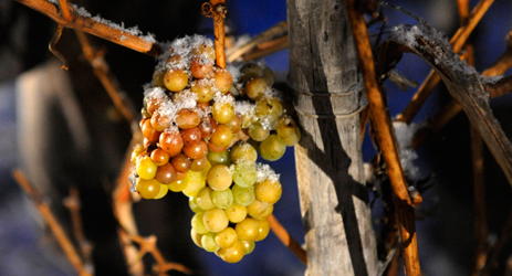 The making of Ice wine