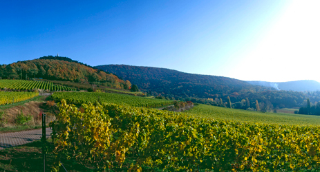 German wine regions (II) - Nahe, Pfalz and Baden
