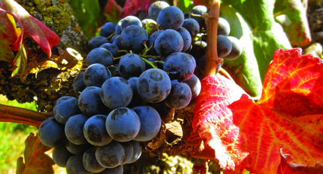 Alicante Bouschet grape