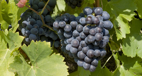 桃红葡萄酒使用的葡萄品种