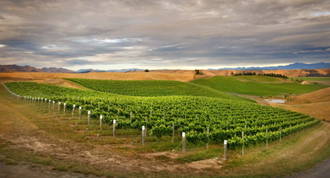 New Zealand wine regions - South Island