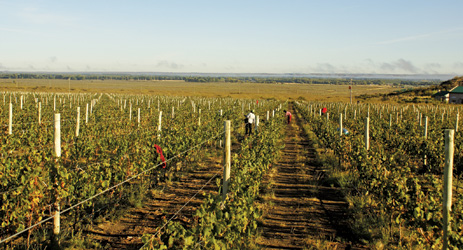 Seven questions to ask before you buy a vineyard