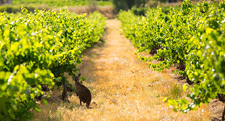 澳大利亚布诺萨山谷拥有世界上最古老的葡萄藤