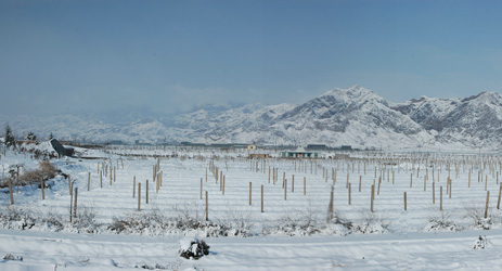 Ningxia winemakers set to benefit from new extreme weather warning system