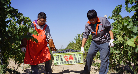 Ningxia 2015 wine harvest: September rain causes uncertainty