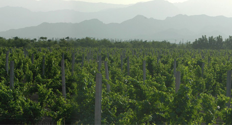 Ningxia gets power to import grapevines directly