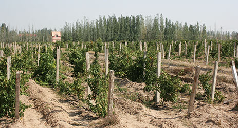 China’s Ningxia faces shortage of quality white wine grapes