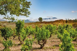 Muriel Wines – The many faces, terroirs and varieties of Spanish wine