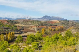 Bodegas Olarra’s 50th anniversary