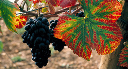 Pinot Noir (Red)