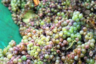 The Aromatic Wine Quiz – Test your knowledge