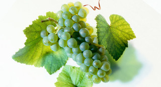 Pinot Blanc (white)