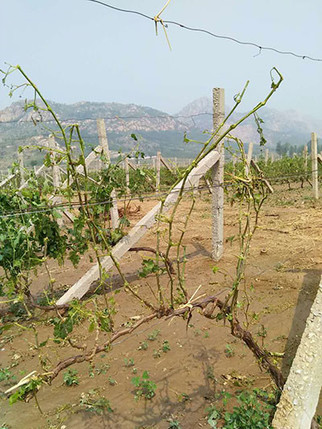 Image: hailstorms hit Chinese wine regions, credit CUI Yanzhi