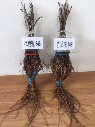 图片版权:成功红股份公司