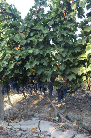 Image: Xinjiang vineyard under careful management, credit LI Demei