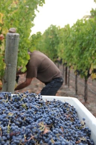 Credit: Black Stallion Estate Winery