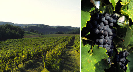 Gaillac vineyards and Fer grape
