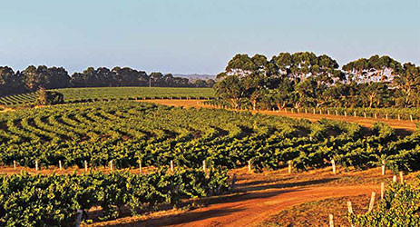 Margaret River vineyards