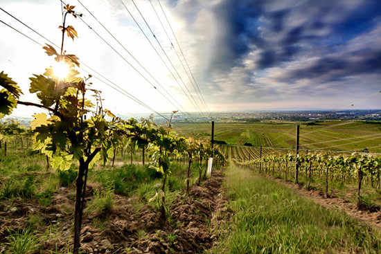 Sauvignon-Blanc-Austria-Johanneshof-Reinisch-Vineyard