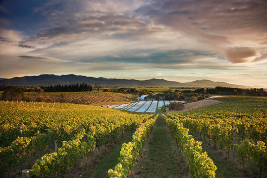 Image: New Zealand Marborough winery