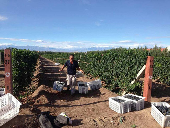 Ningxia harvest 2014