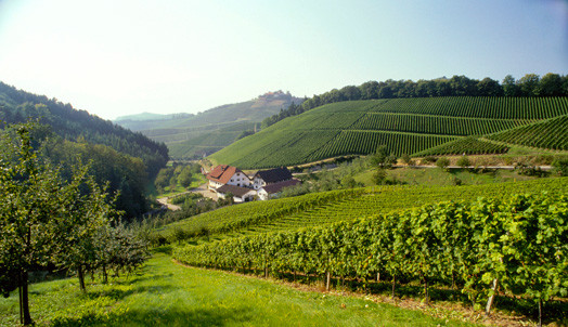 Vineyard at Baden, Germany