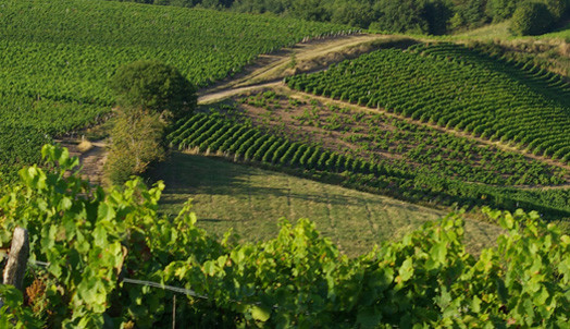 Beaujolais vineyard