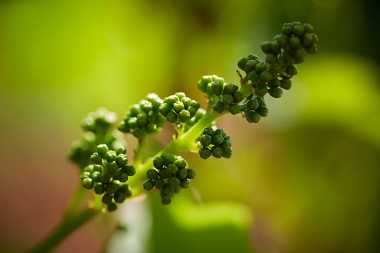 Image: young grapes © Decanter