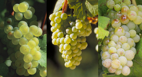 Image (from left to right): Sauvignon Blanc, Riesling and Chenin Blanc