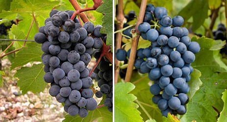 Image: Cabernet Sauvignon (left) © CIVB and Syrah (right) © Inter Rhône / Christophe Grilhé