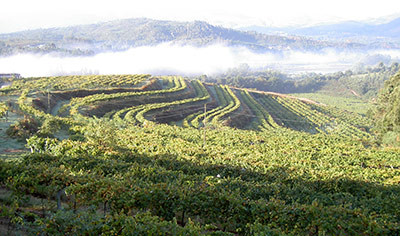spain-rias-baixas-pazo-san-mauro-vineyards
