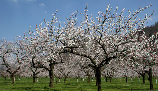 Wachau apricot blossoms